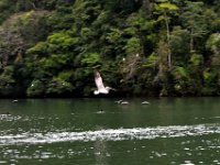 2011023951 Rio Dulce - Guatemala