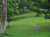 2011023659 Tikal - Guatemala