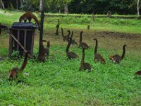 2011023662 Tikal - Guatemala