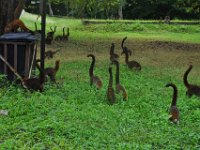 2011023664 Tikal - Guatemala