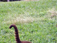 2011023669 Tikal - Guatemala