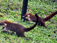 2011023671 Tikal - Guatemala