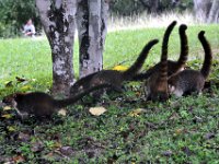 2011023672 Tikal - Guatemala
