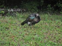 2011023675 Tikal - Guatemala