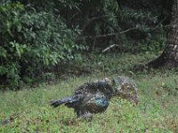 2011023677 Tikal - Guatemala