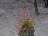 2011023682 Tikal - Guatemala