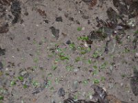 2011023826 Tikal - Guatemala