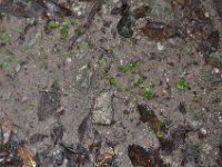 2011023827 Tikal - Guatemala