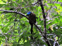 2011023834 Tikal - Guatemala
