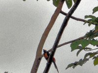 2011023843 Tikal - Guatemala