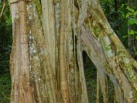 2011023597 Yaxha - Guatemala