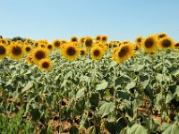 2005071394 Countryside of Tuscany Italy