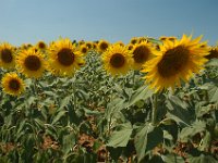 2005071398 Countryside of Tuscany Italy
