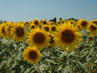2005071399 Countryside of Tuscany Italy