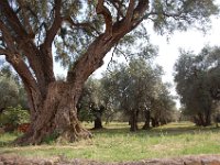 2008066041  Betty & Darrel Hagberg  Al & Diane Brandhorst Italy