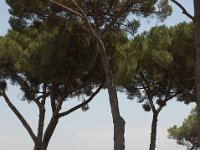 2008065384  Betty & Darrel Hagberg  Al & Diane Brandhorst Italy