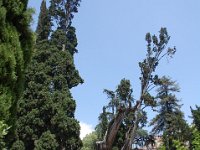 2008065985  Betty & Darrel Hagberg  Al & Diane Brandhorst Italy