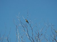 2006042231 Darrel & Betty Hagberg - Copper Canyon - Mexico