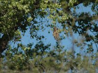 2006042238 Darrel & Betty Hagberg - Copper Canyon - Mexico
