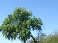 2006042303 Darrel & Betty Hagberg - Copper Canyon - Mexico