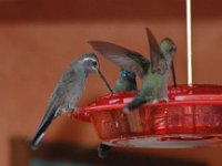 2006042576 Darrel & Betty Hagberg - Copper Canyon - Mexico