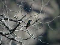 2006042589 Darrel & Betty Hagberg - Copper Canyon - Mexico