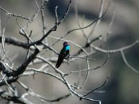 2006042590 Darrel & Betty Hagberg - Copper Canyon - Mexico