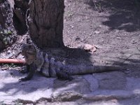 2016060932 Tulum and Mayan Village, Cozumel, Mexico (June 10)