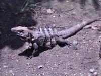 2016060938 Tulum and Mayan Village, Cozumel, Mexico (June 10)