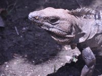 2016060939 Tulum and Mayan Village, Cozumel, Mexico (June 10)