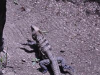 2016060940 Tulum and Mayan Village, Cozumel, Mexico (June 10)