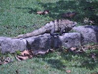 2016060976 Tulum and Mayan Village, Cozumel, Mexico (June 10)