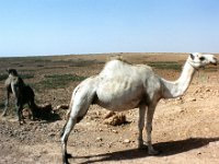1990072547 Marrakech, Morocco (July 27 - 28, 1990)