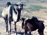 1990072551 Marrakech, Morocco (July 27 - 28, 1990)