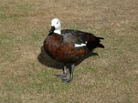 2005021644 Christchurch, New Zealand (February 17 - 18, 2005)