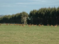200501891 Milford Sound, New Zealand (February 21, 2005)