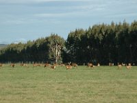 200501892 Milford Sound, New Zealand (February 21, 2005)