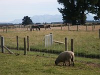 2005021699 Mount Cook, New Zealand (February 19, 2005)