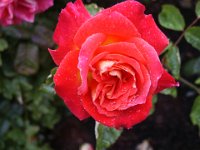 2005021851 Queenstown, New Zealand (February 20, 2005)