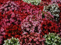 2005021958 Rotorua, New Zealand (February 22 - 23, 2005)