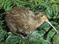 2005022054 Rotorua, New Zealand (February 22 - 23, 2005)