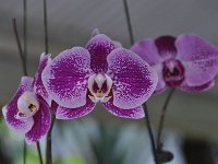 Gamboa Nature Walk and Dance Show