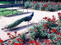 1993071245 Darrel & Betty Hagberg - Eastern European Vacation