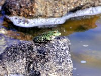 2016053782 Roman Settlement of Vigo, Spain (May 17)