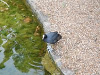 2008062389  Betty-Darrel-Yvette-Felicia-Suzette-Adara London UK